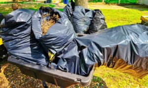 Black plastic garbage bags full of poison hemlock, falling out of the back of trailer