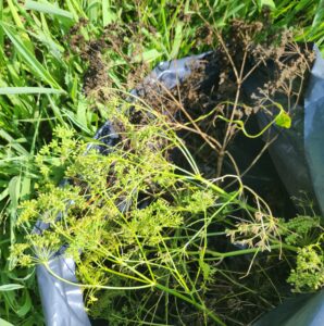 Poison Hemlock stem and seedpods in a black plastic trash bag