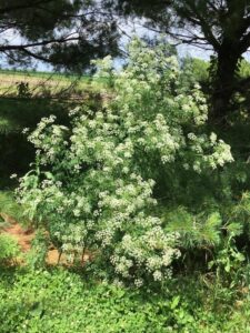 Poison hemlock plant in the flowering stage. From the ISU extension website.