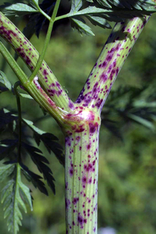 Green poison hemlock stem with purple blotches