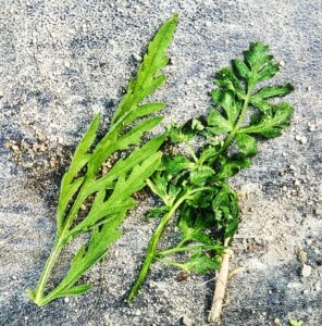 Common ragweed (left) and poison hemlock (right)