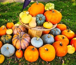 Variety of ripe pumpkins on wooden spool