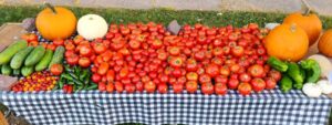 Lots of tomatoes on a farmer's market stand, plus pumpkins, peppers, and cucumbers