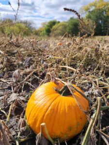 Lone ripe orange pumpkin in field with dead vines