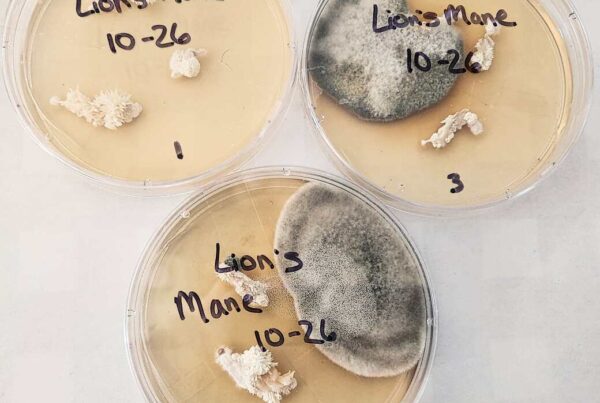 Contaminated (right and bottom) and clean (left) lion's mane (Hericium erinaceus) clones in petri dishes