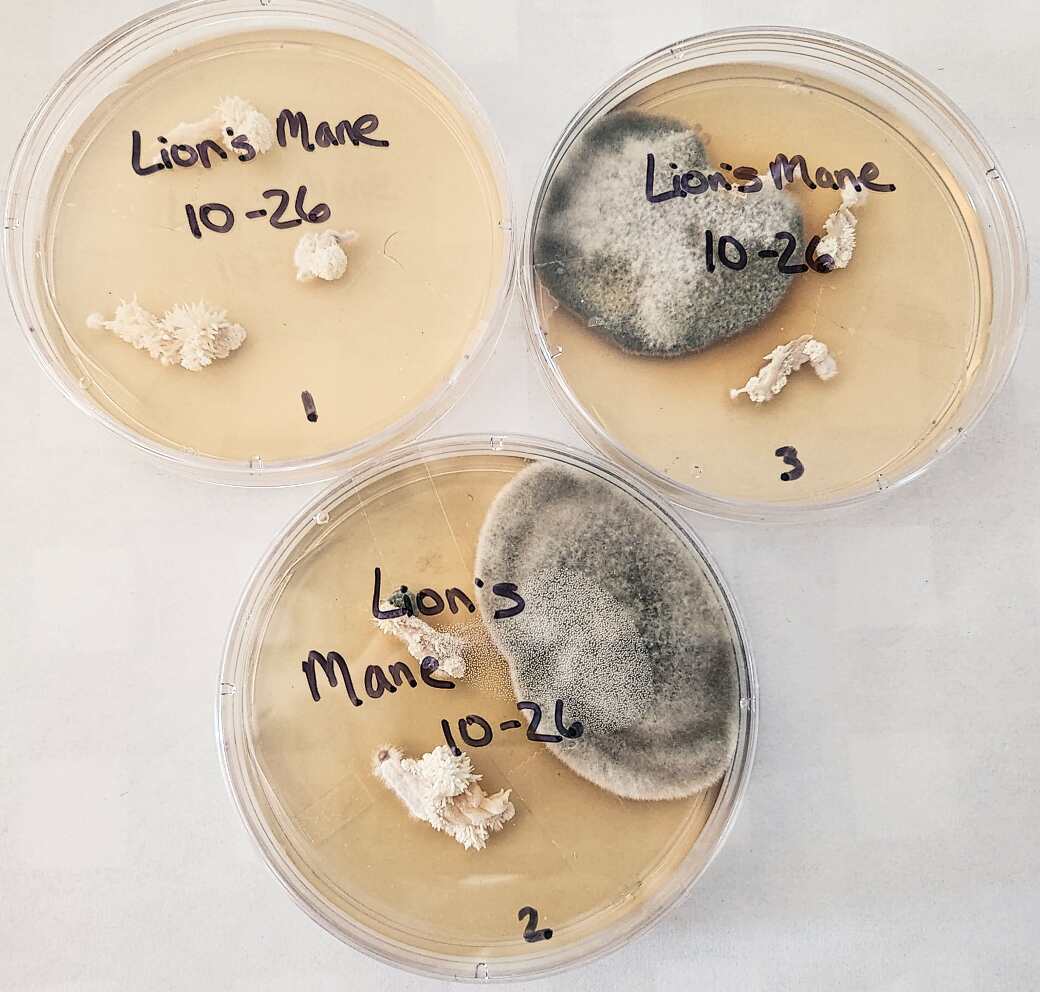 Contaminated (right and bottom) and clean (left) lion's mane (Hericium erinaceus) clones in petri dishes