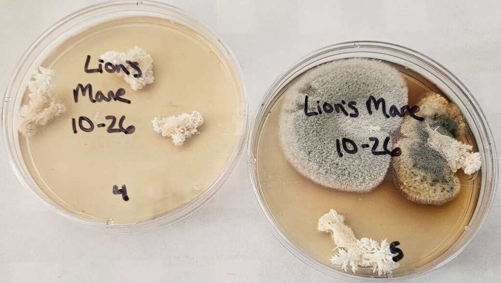 Contaminated (right) and clean (left) lion's mane (Hericium erinaceus) clones in petri dishes