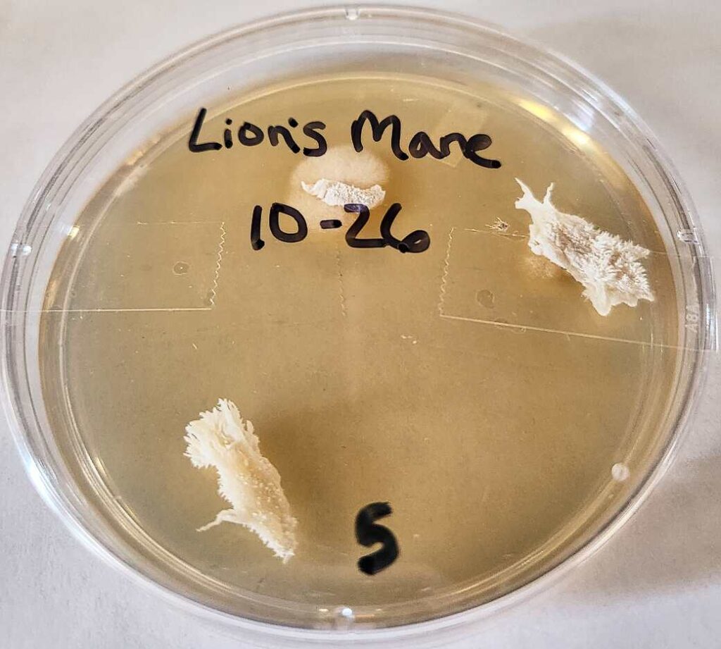 Contaminated (top) and clean (right and bottom) lion's mane (Hericium erinaceus) clones in petri dishes