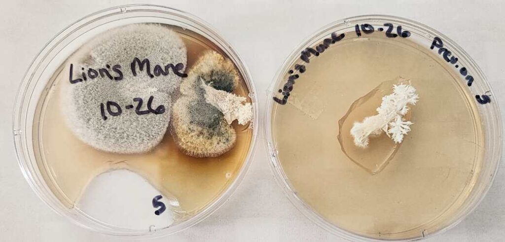 Contaminated (left) and clean (right) lion's mane (Hericium erinaceus) clones in petri dishes