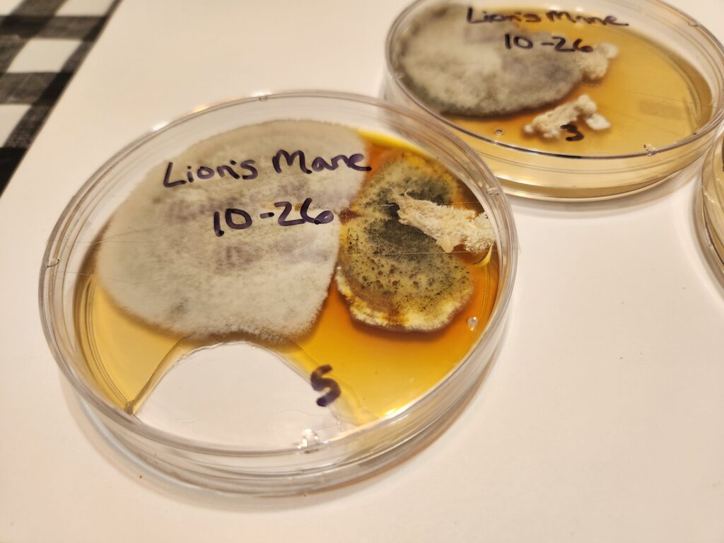 Contaminated lion's mane (Hericium erinaceus) clones in petri dishes