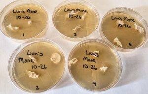 Contaminated (plates 3, 5, and 2) and clean (plates 1 and 4) lion's mane (Hericium erinaceus) clones in petri dishes