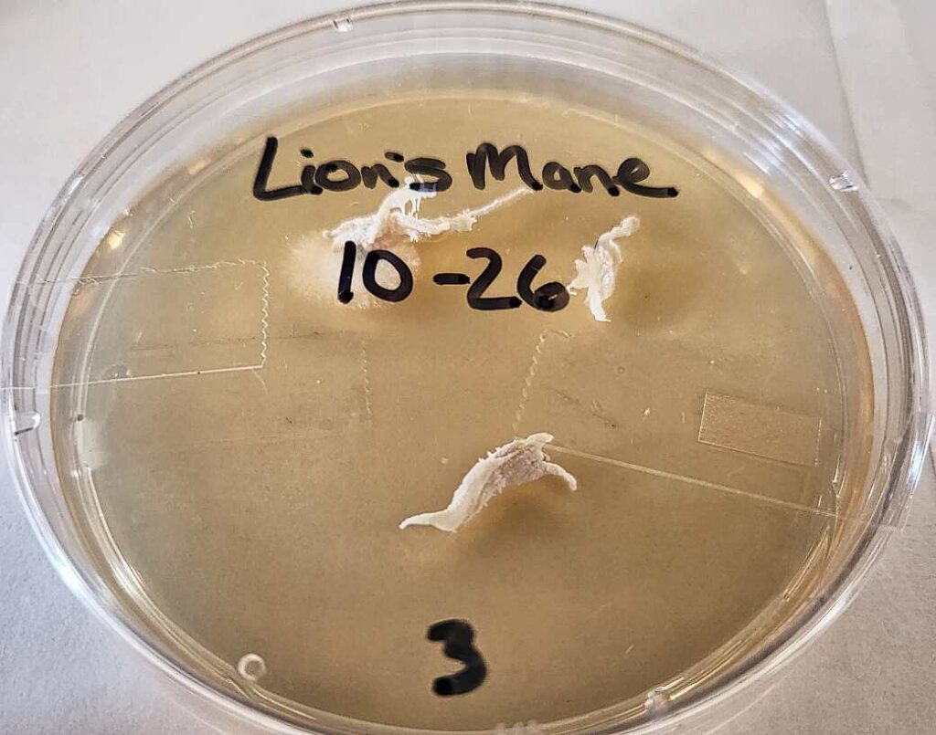 Contaminated (top left) and clean (right and bottom) lion's mane (Hericium erinaceus) clones in petri dishes