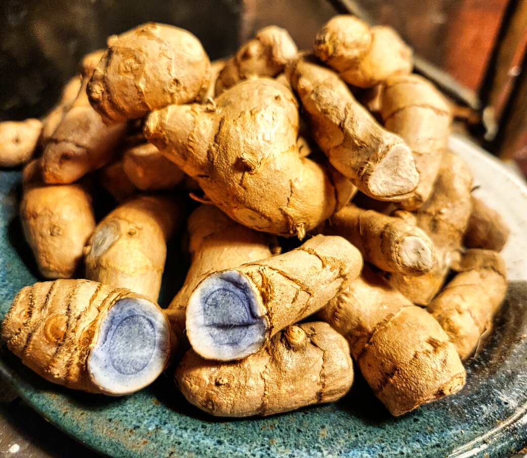 Black turmeric rhizomes (curcuma caesia) on a hand-thrown stoneware plate