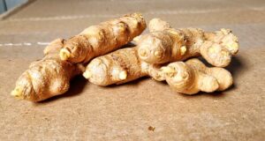 Indira yellow turmeric rhizomes (curcuma longa)