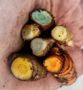 Iowa-grown turmeric rhizomes from top to bottom: green, mango ginger, blue, yellow, and Hawaiian red (curcuma longa, caesia, and amada)