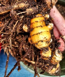 Freshly picked Iowa-grown turmeric rhizomes (curcuma longa)