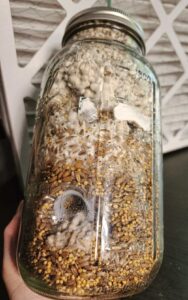 Plastic eating mushroom (pestalotiopsis microspora) mycelium in a glass jar