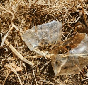 Strips of plastic water bottles made from polyethylene terephthalate (PET), after experiment with plastic eating mushrooms