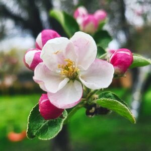 Heirloom apple tree in bloom