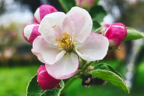 Heirloom apple tree in bloom