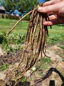 Purple Passion asparagus crown