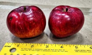 McIntosh apples from heirloom tree, with yellow ruler