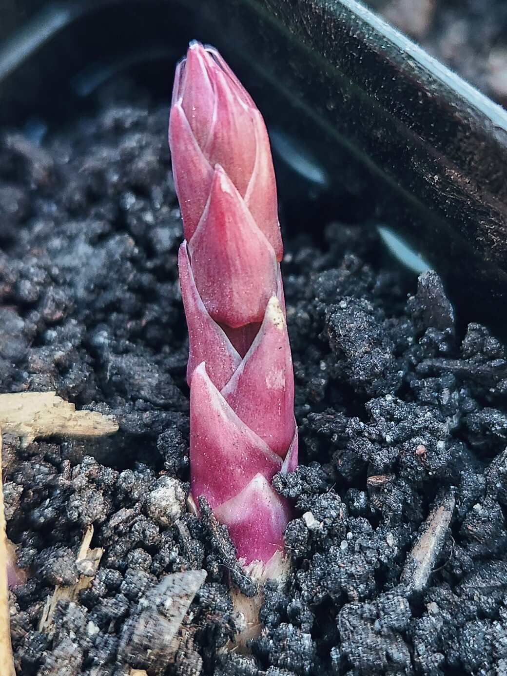 Asparagus Seeds 10 Purple Passion Asparagus Bare Root Plants - 2-Year ...