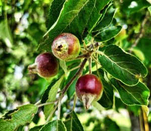 Heirloom apple growing on tree