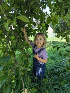 Happy toddler picking heirloom apples from ancient apple tree