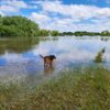 Old bloodhound examining flooded acreage in Sioux County, IA