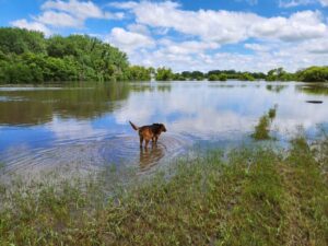 Old bloodhound examining flooded acreage in Sioux County, IA