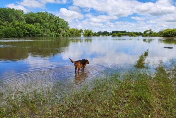 Old bloodhound examining flooded acreage in Sioux County, IA