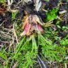 Poison hemlock, dug out of the ground