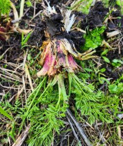 Poison hemlock, dug out of the ground