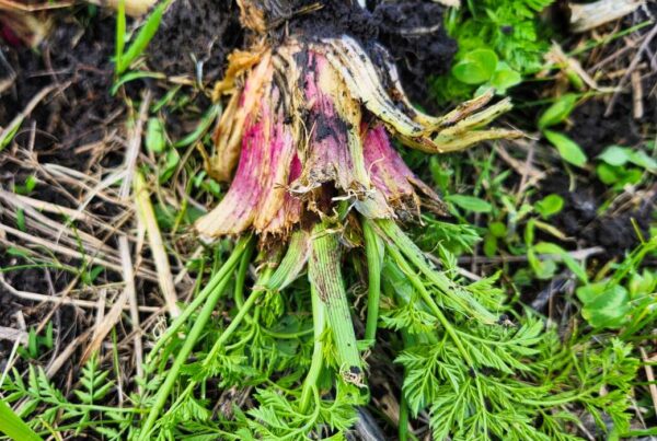 Poison hemlock, dug out of the ground