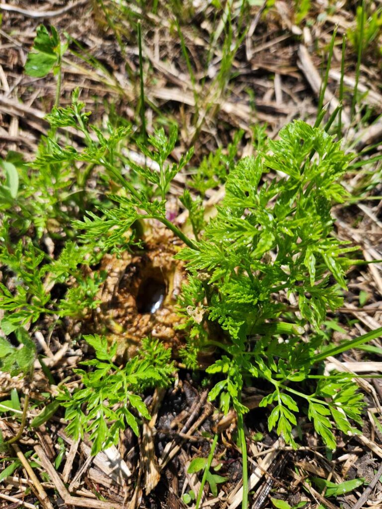 Poison hemlock stem sending out new shoots