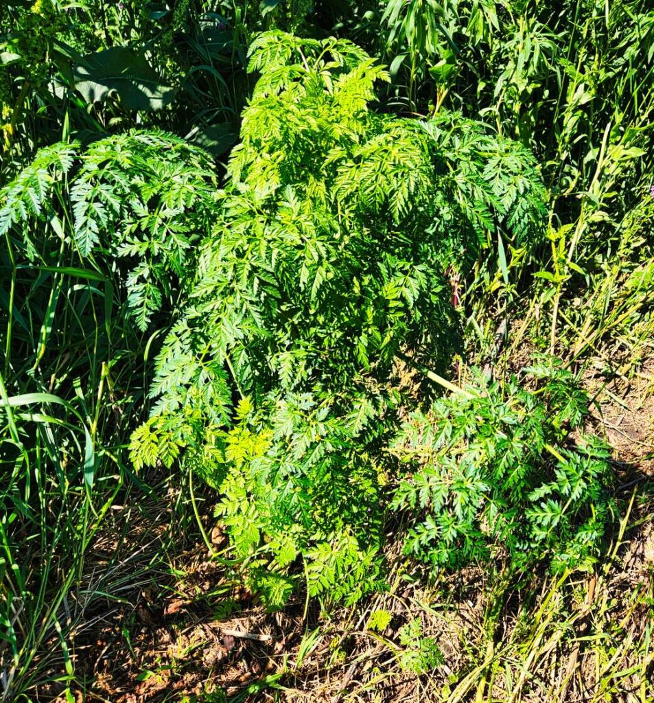 Poison hemlock plant