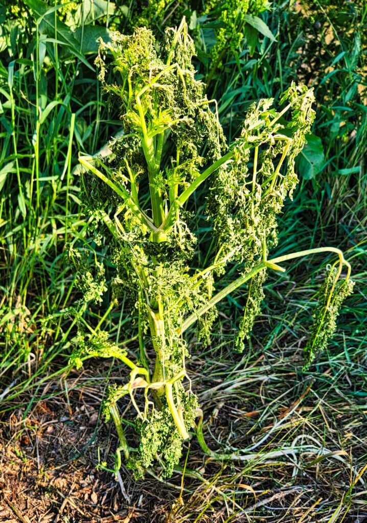 Poison hemlock shortly after spraying with Contact Organics herbicide