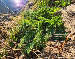 Poison hemlock plant growing near river