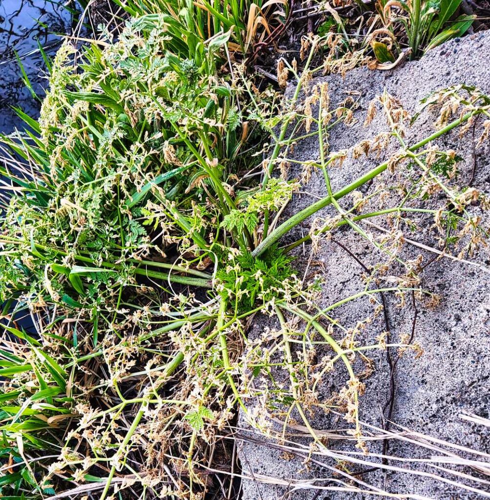 Poison hemlock, partially killed by homemade weed killer