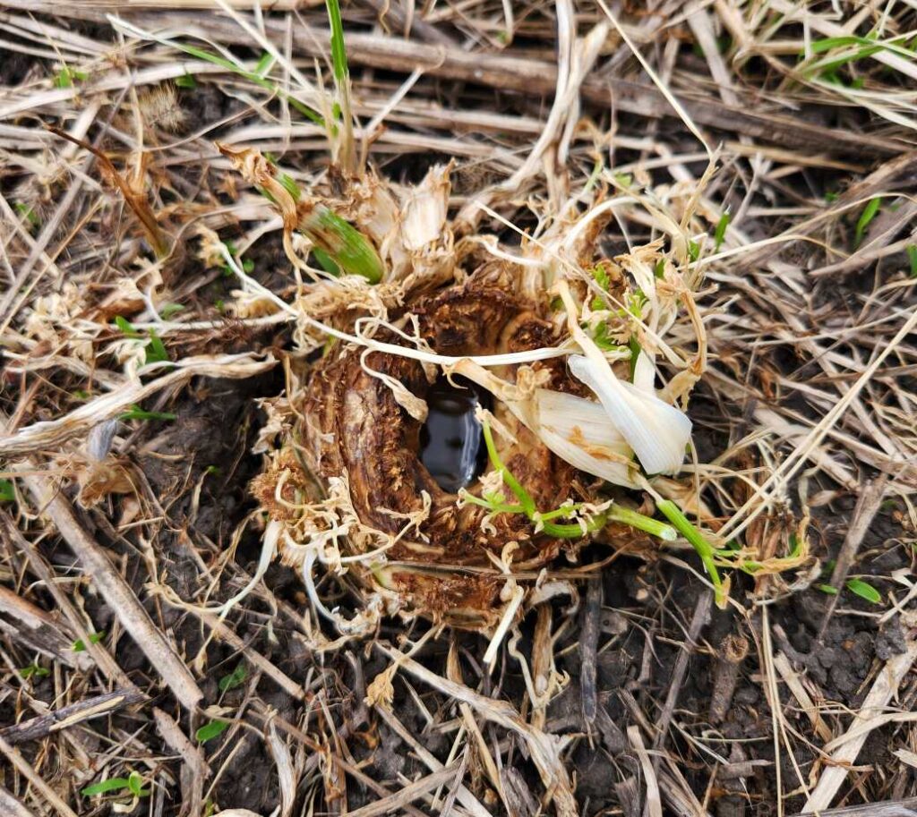 Poison hemlock stem after mowing