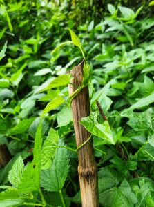 Dead poison hemlock stem wrapped in green vine