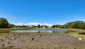 Flooded pumpkin patch in Sioux County, IA