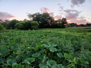 Pumpkin patch full of tall weeds