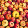 Heirloom apples picked from Seed Savers Exchange orchard, Iowa