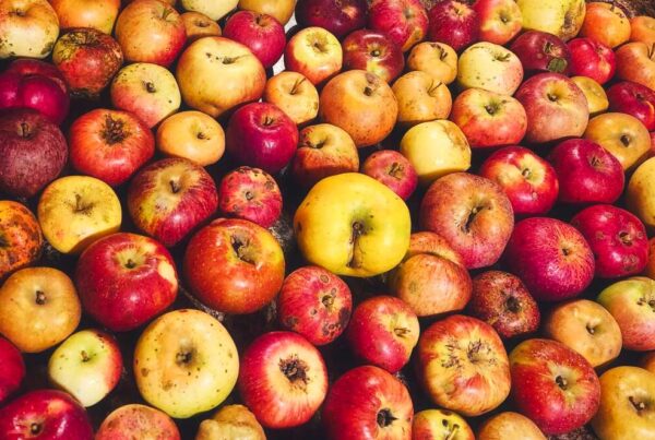 Heirloom apples picked from Seed Savers Exchange orchard, Iowa