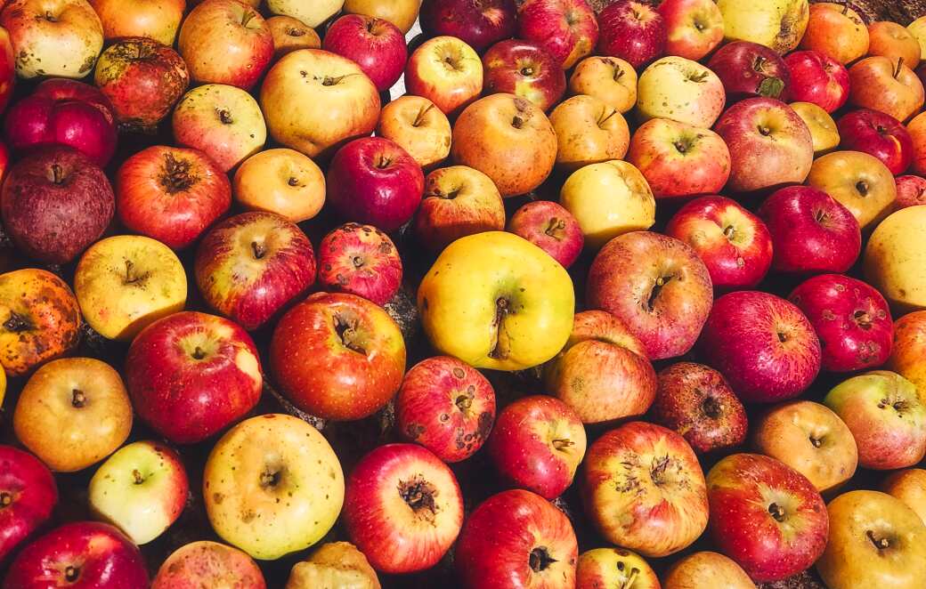 Heirloom Apples of Seed Savers Exchange