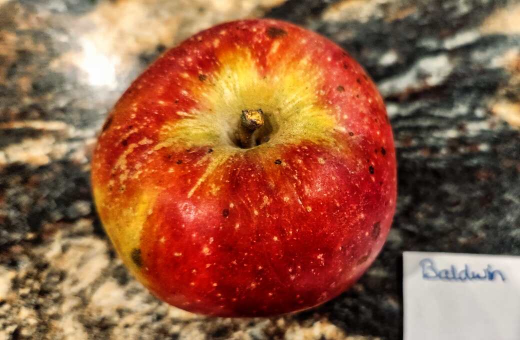 Heirloom Apples of Seed Savers Exchange - Grumpy Pants Plants