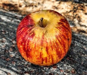 Heirloom apple, Bethel variety