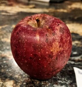 Heirloom apple, Black Gilliflower variety